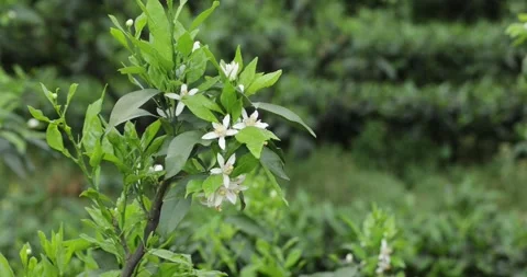 Papagan Mandarin Orange flowering in spring Stock Footage 311610331