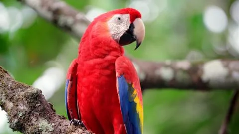 Papagei Stock Photos