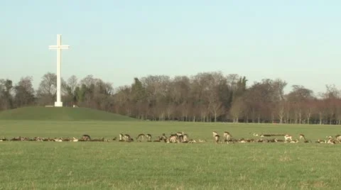 Papal Cross in Dublin's Phoenix Park (with fallow deer) (2/2) Stock Footage 10889431