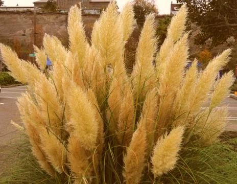 Papas Grass Stock Photos