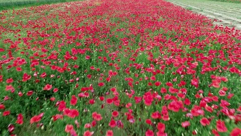 Papav2 Stock Footage 90742856