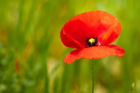 Papaver apulum in macro Stock Photos