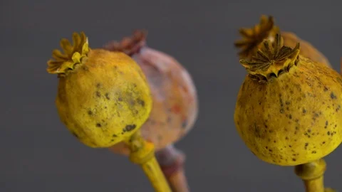 Papaver bouquet in slider view Stock Footage 107151486