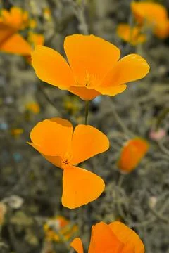 Papaver californicum Stock Photos