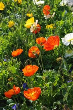 Papaver  flower Stock Photos