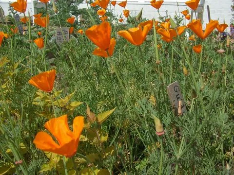 Papaver flower Stock-Fotos