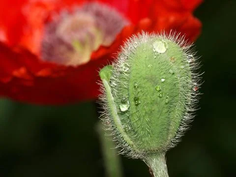 Papaver orientale Lauffeuer roter Mohn Copyright: xZoonar.com/CharlottexRa... Stock Photos