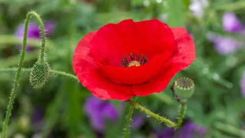 Papaver rhoeas common names include corn poppy , corn rose , field poppy Stock-Fotos