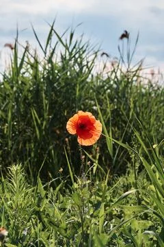 Papaver rhoeas common names include corn poppy , corn rose , field poppy , Fl Stock Photos