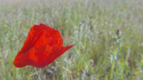 Papaver rhoeas dancing with the wind Stock Footage 107220790