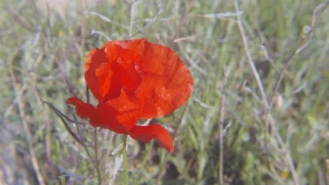 Papaver rhoeas dancing with the wind Stock Footage 117632097