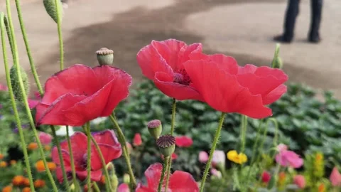 Papaver rhoeas or red common poppy flowers. 库存影片 327886396