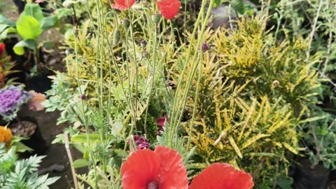 Papaver rhoeas or red common poppy flowers. Видео 327886397