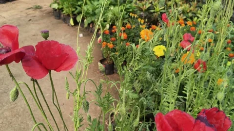Papaver rhoeas or red common poppy flowers. Видео 327886401