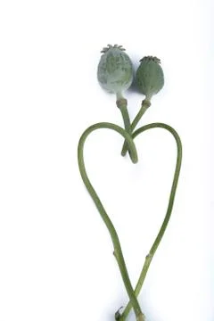 Papaver stalk Fotos de archivo