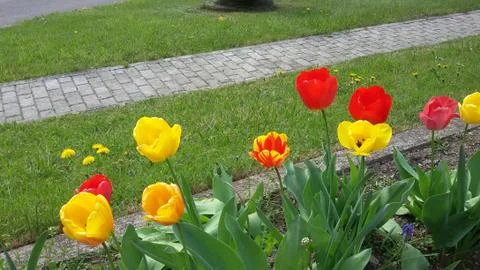 Papaveri variopinti 스톡 사진