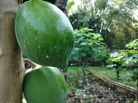 Papaya 2 Stock Photos