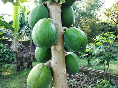 Papaya 3 Foto stock