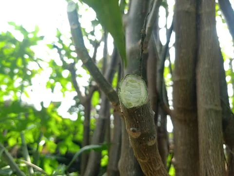 Papaya bonsai stem that is cut to a point and has white in the middle Stock Photos