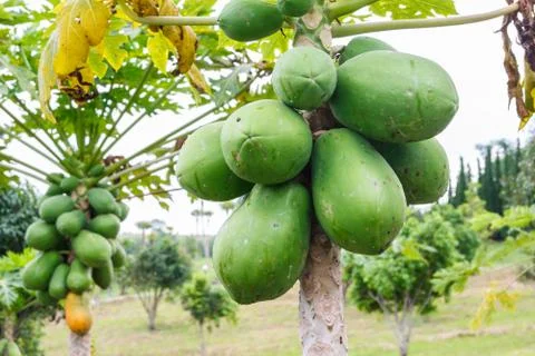 Papaya bunch on tree. Stock Photos