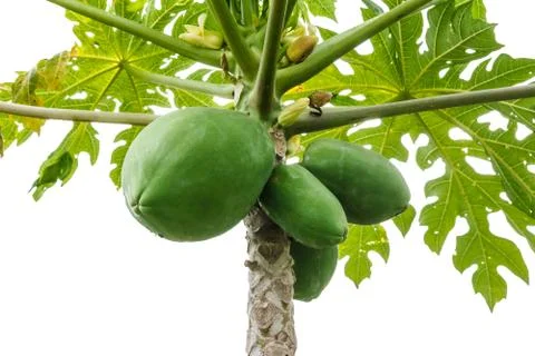 Papaya bunch on tree. Stock Photos