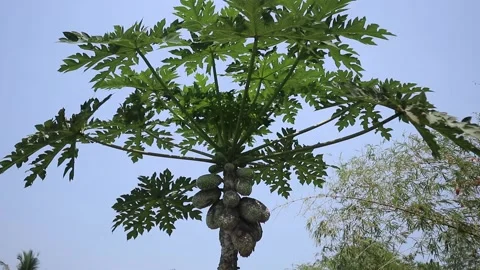 Papaya eaten by pests on a tree. Video stock 342572848