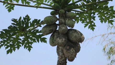 Papaya eaten by pests on a tree. Video stock 342572861