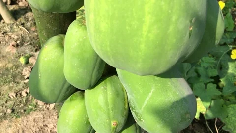 Papaya farm 스톡 동영상 311392944