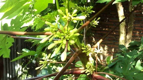 Papaya flower on the backyard Stock Footage 124042233
