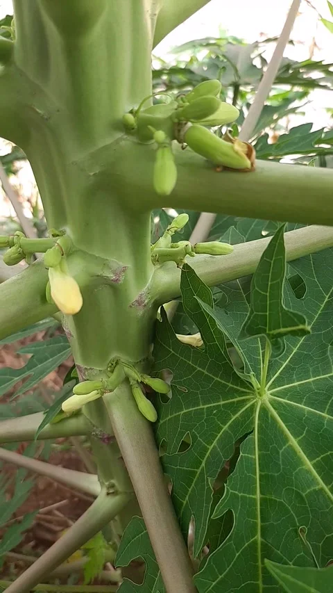 Papaya flower buds on the tree Stock Footage 313830400