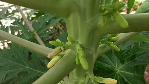 Papaya flower buds on the tree Stock Footage 313830410