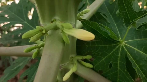Papaya flower buds on the tree Stock Footage 313830426