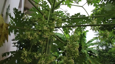 Papaya flower buds on trees Stock Footage 56080955