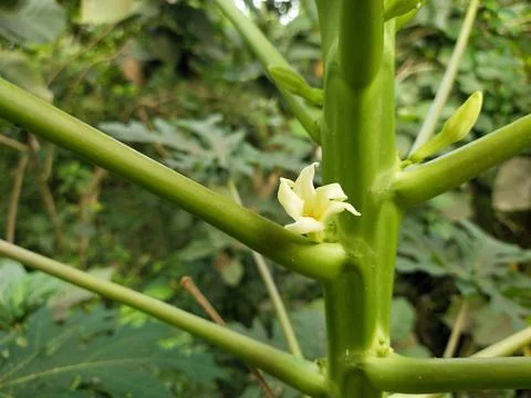Papaya flower Stock Photos