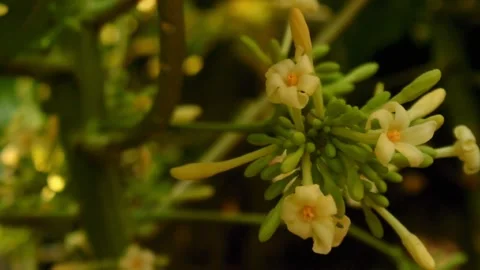 Papaya flowers Stock-Footage 264470911