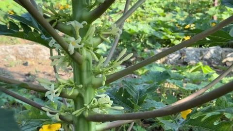 Papaya flowers open along the tree trunk forming small pale blossoms attached Vídeos de archivo 334417624