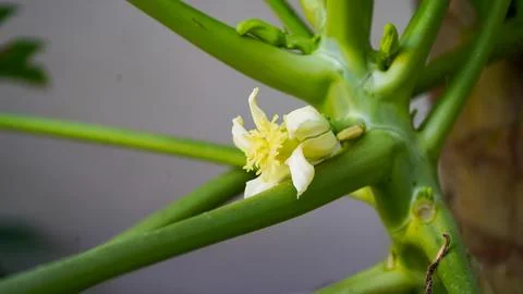 PAPAYA FLOWERS Stock Photos