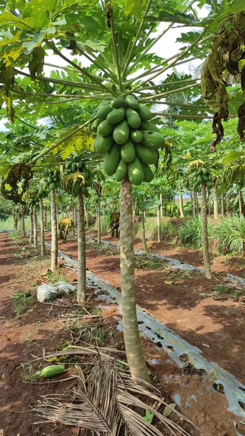 Papaya Stock Footage 164079267