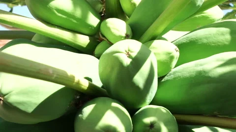 Papaya fresh Видео 43750090