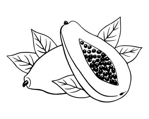 Papaya fruit in doodle style, linear art Stock Illustration