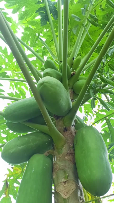 Papaya fruit Stock Footage 300354692