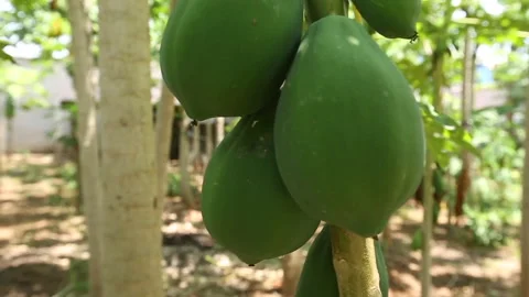 Papaya Fruit Stock Footage 306688698