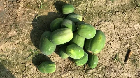 Papaya fruit 스톡 동영상 311393013