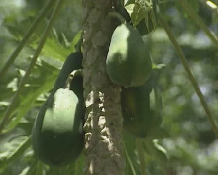 Papaya fruit hangs on branch Stock Footage 20466561