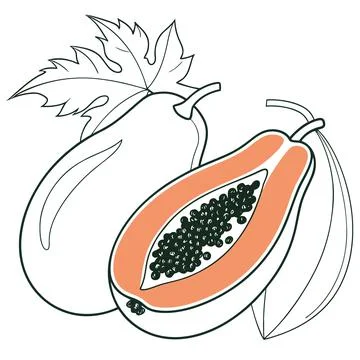 Papaya Fruit Icon Outline Vector on White Background Stock Illustration