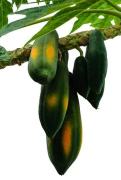 The papaya fruit Stock Photos