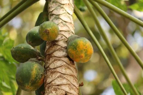 Papaya fruit 写真素材