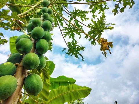 Papaya Fruit Foto stock