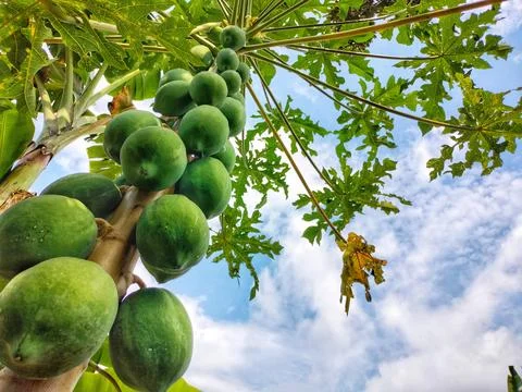 Papaya fruit Stock Photos