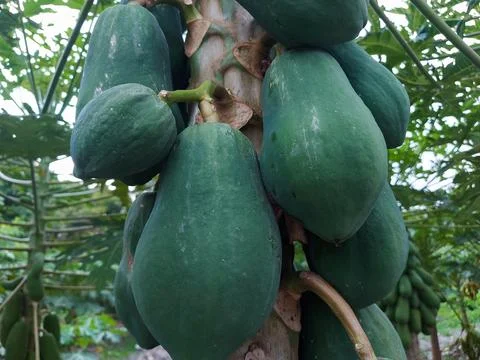 Papaya Fruit Stock Photos